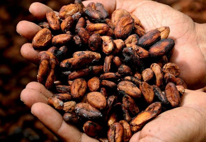 Cocoa
