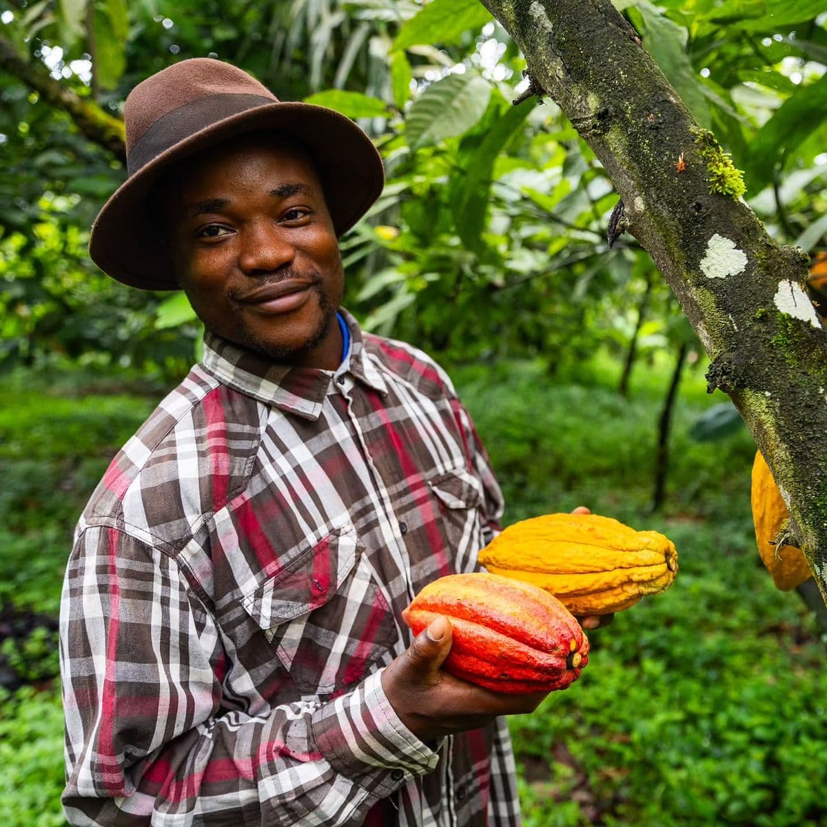 Farmers harvesting produce